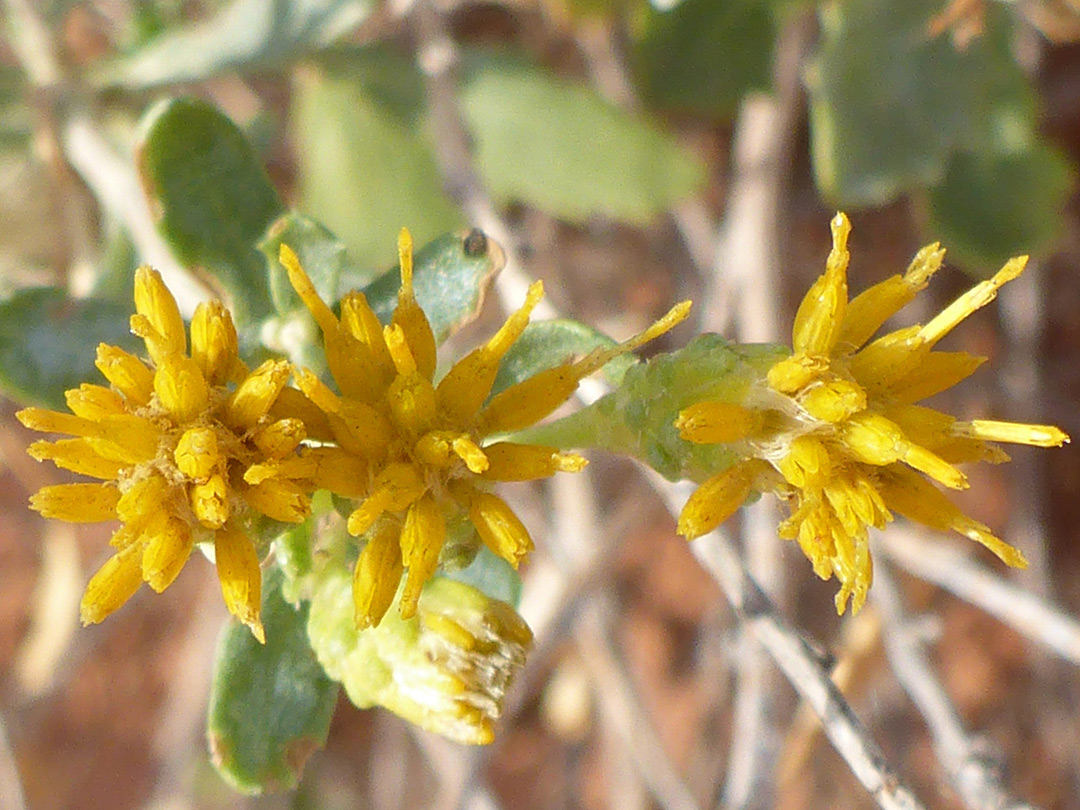 Three flowerheads