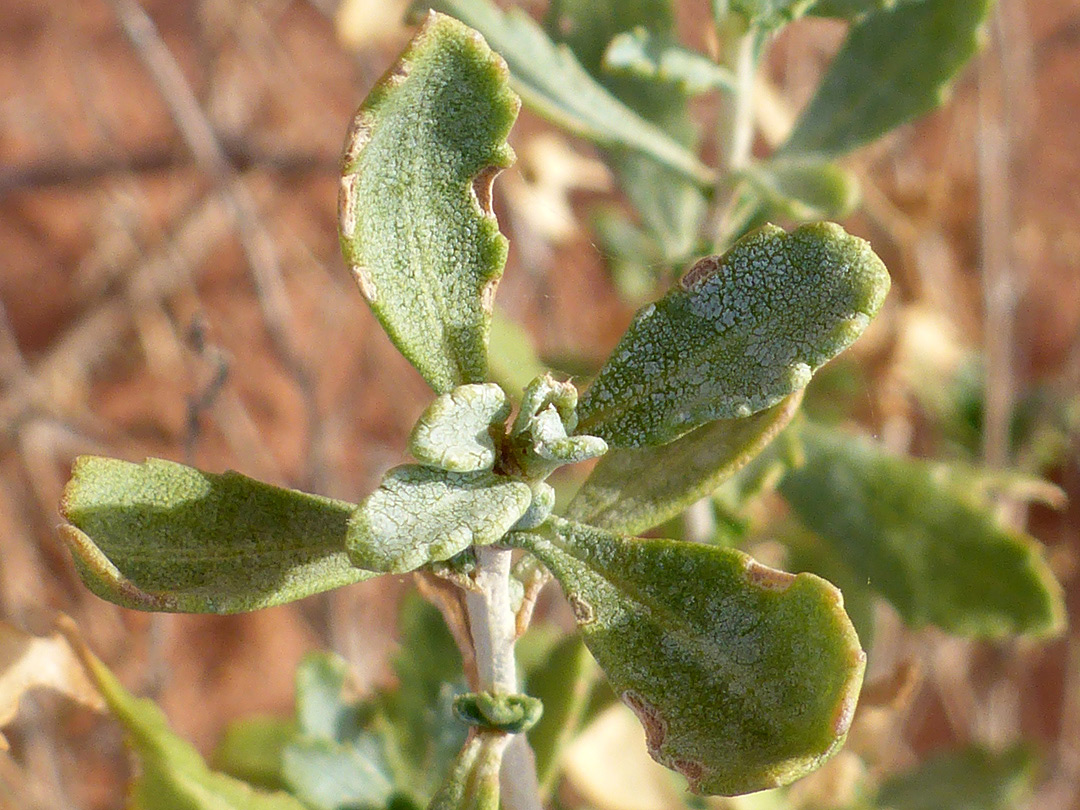 Thick leaves