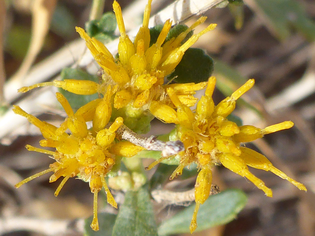 Yellow flowerheads