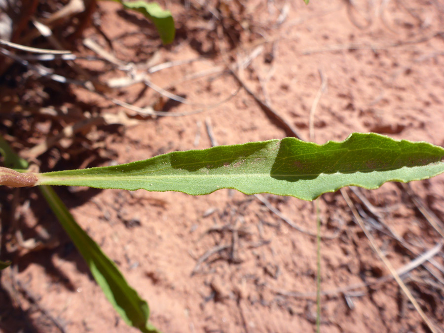 Narrow leaf