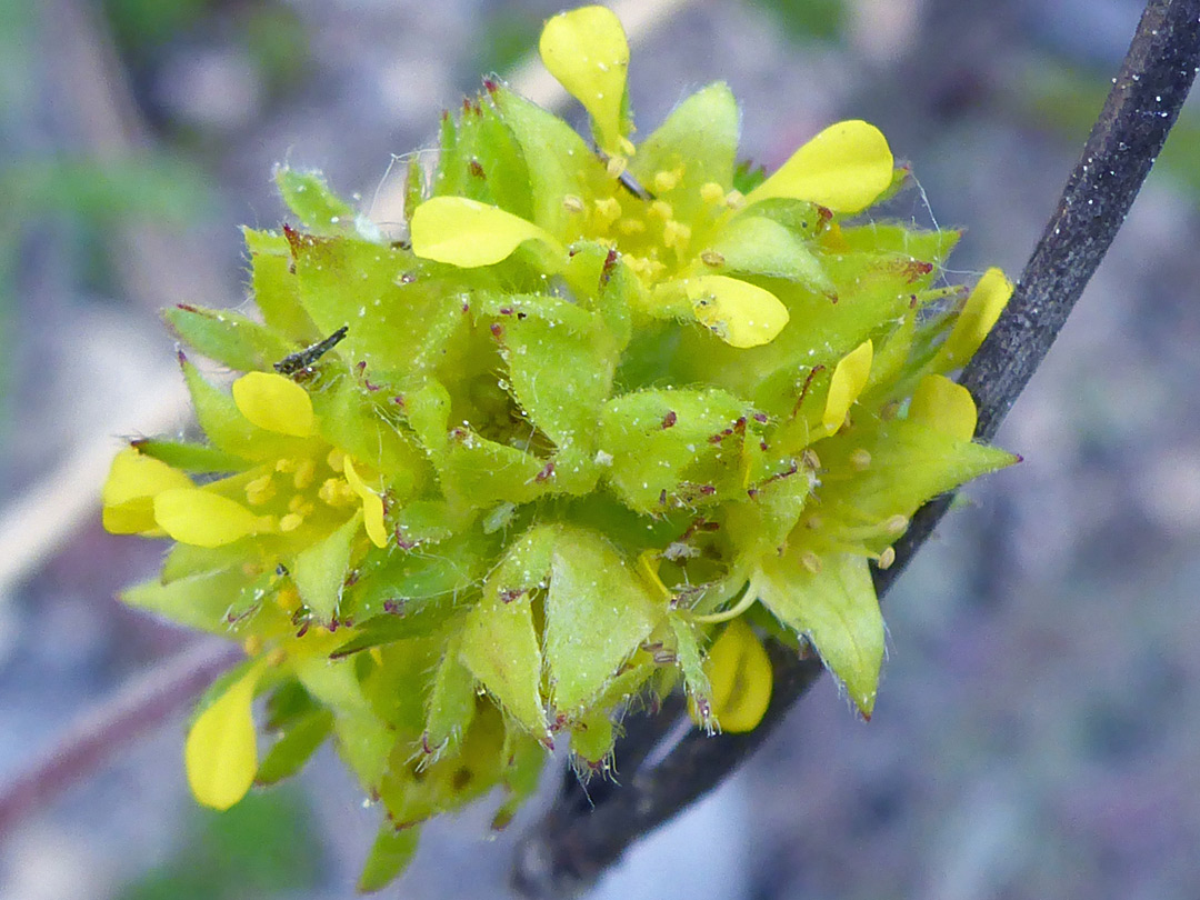 Greenish flower cluster