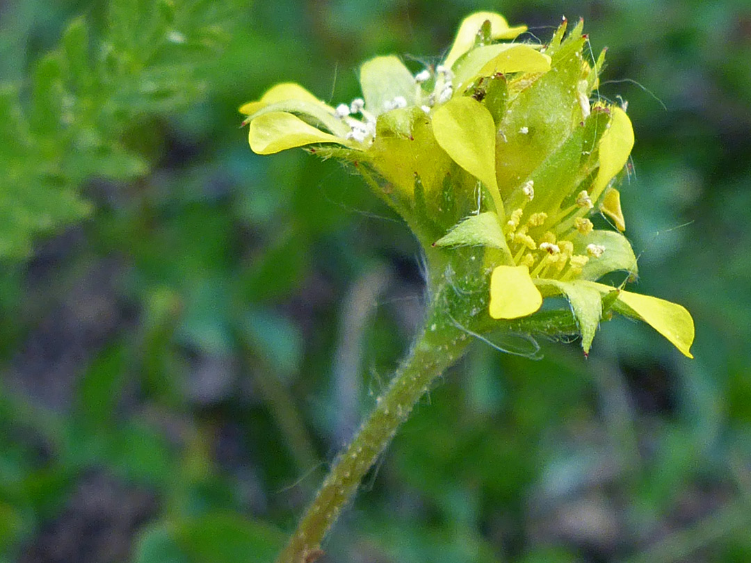 Yellow petals and green sepals