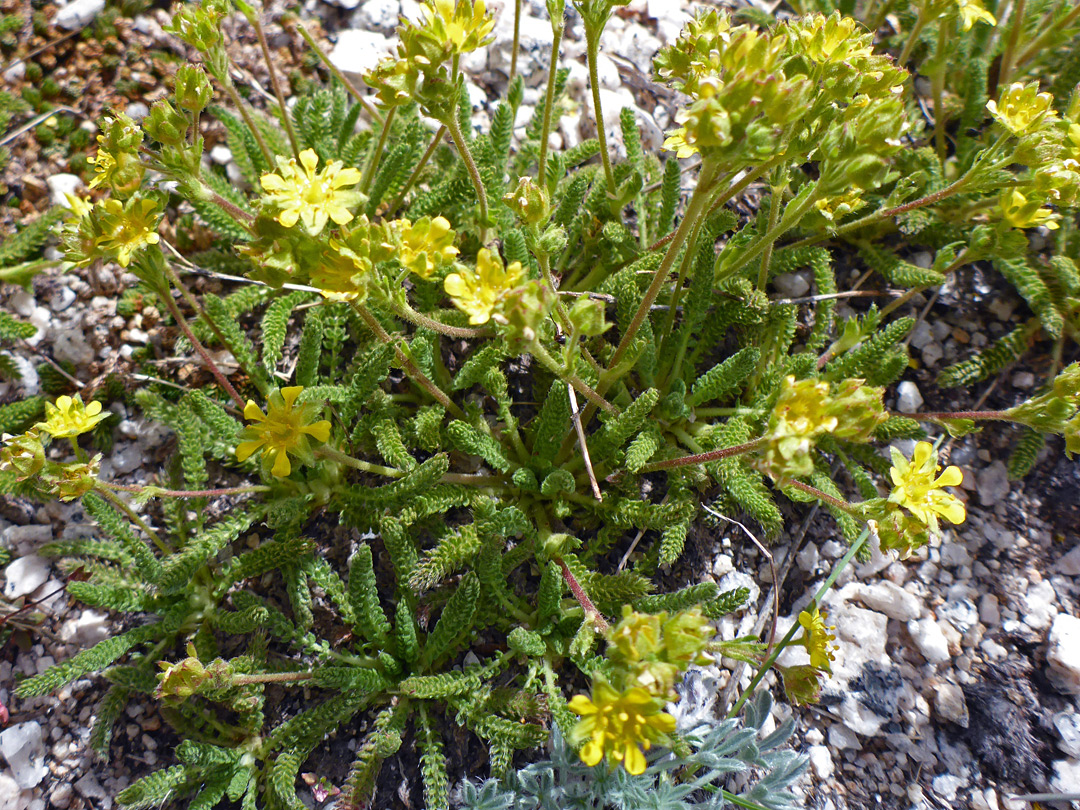 Leaves and flowers