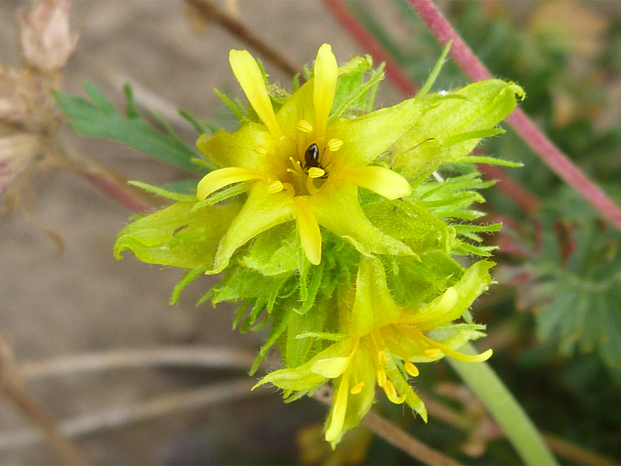 Lemon-green flowers