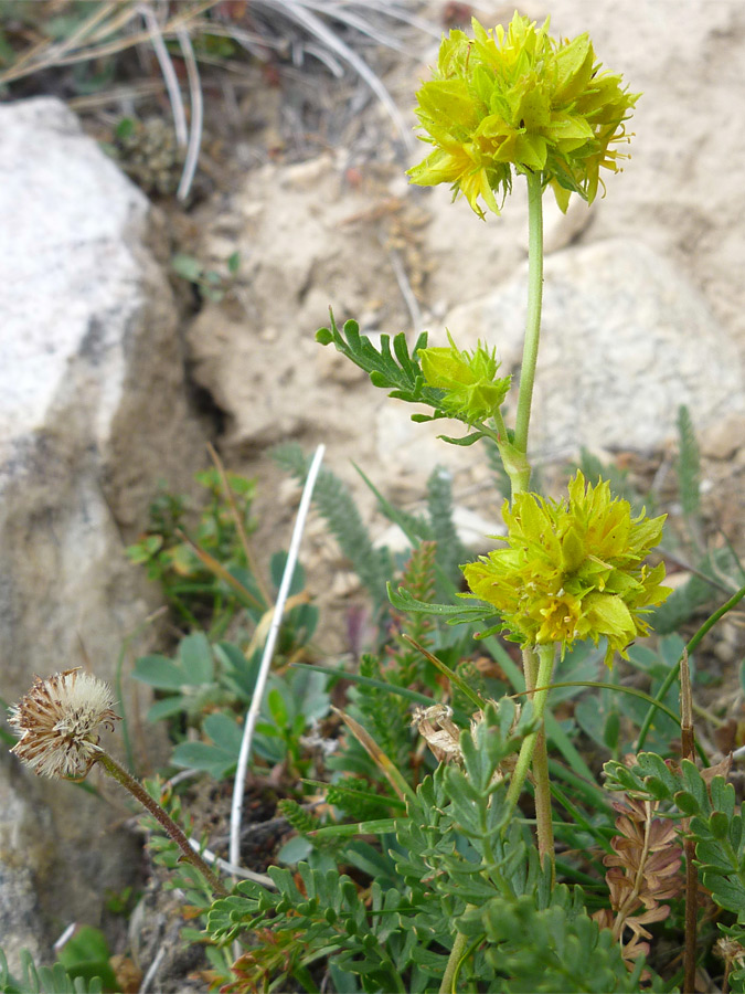 Two flower clusters