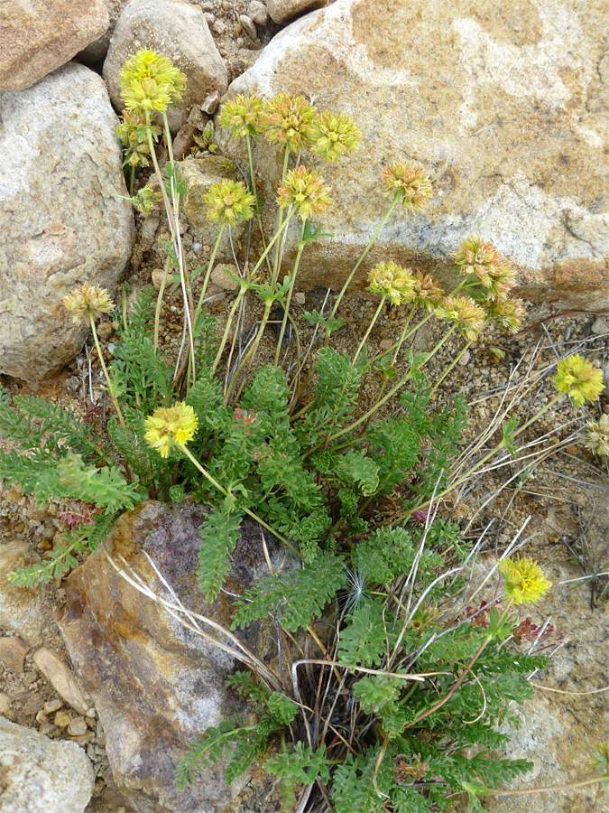 Many flowers