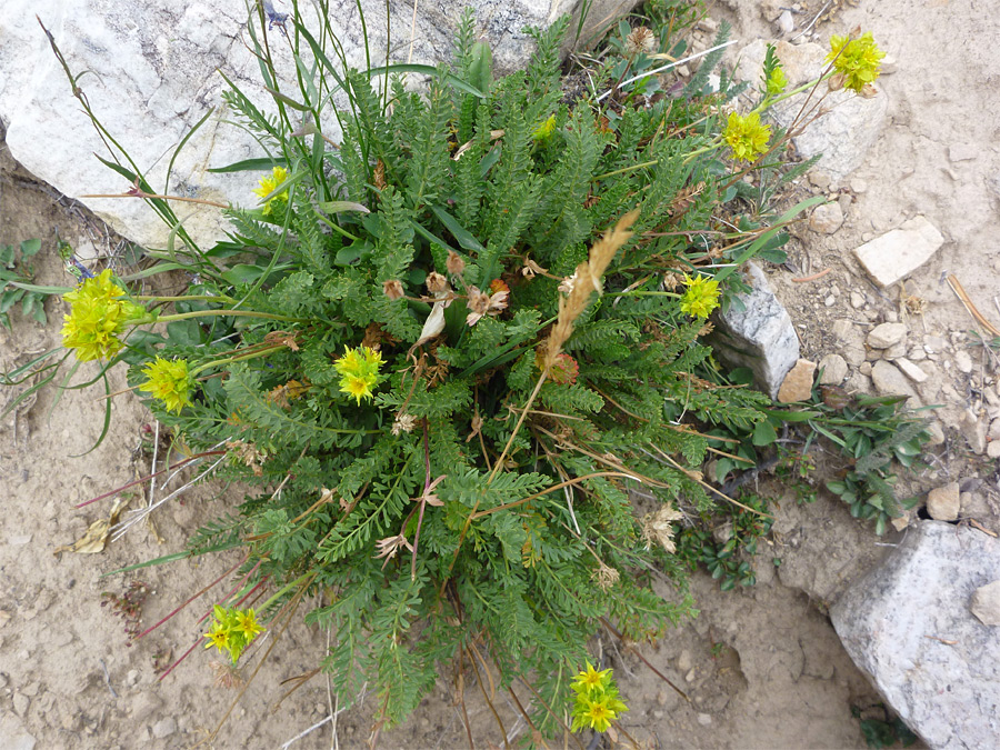 Flowers and leaves