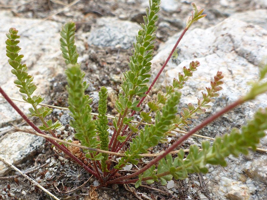 Compound leaves