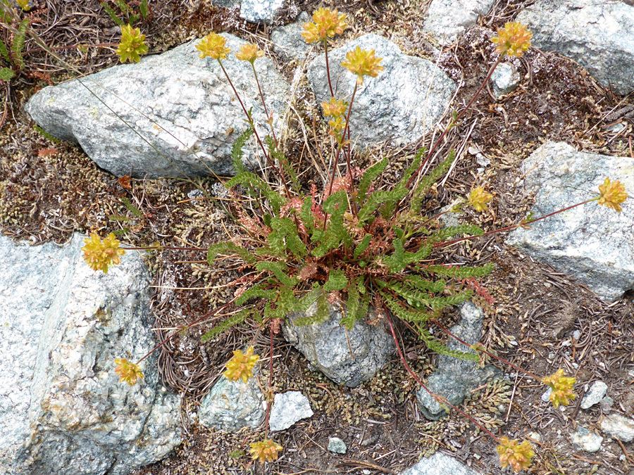 Leaves and flower stems