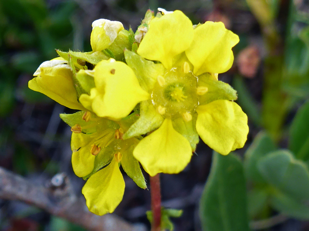 Yellow petals