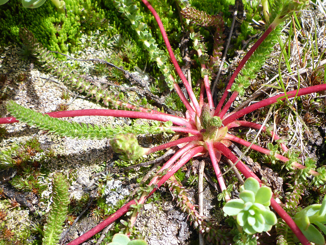 Red stems and leaf stalks