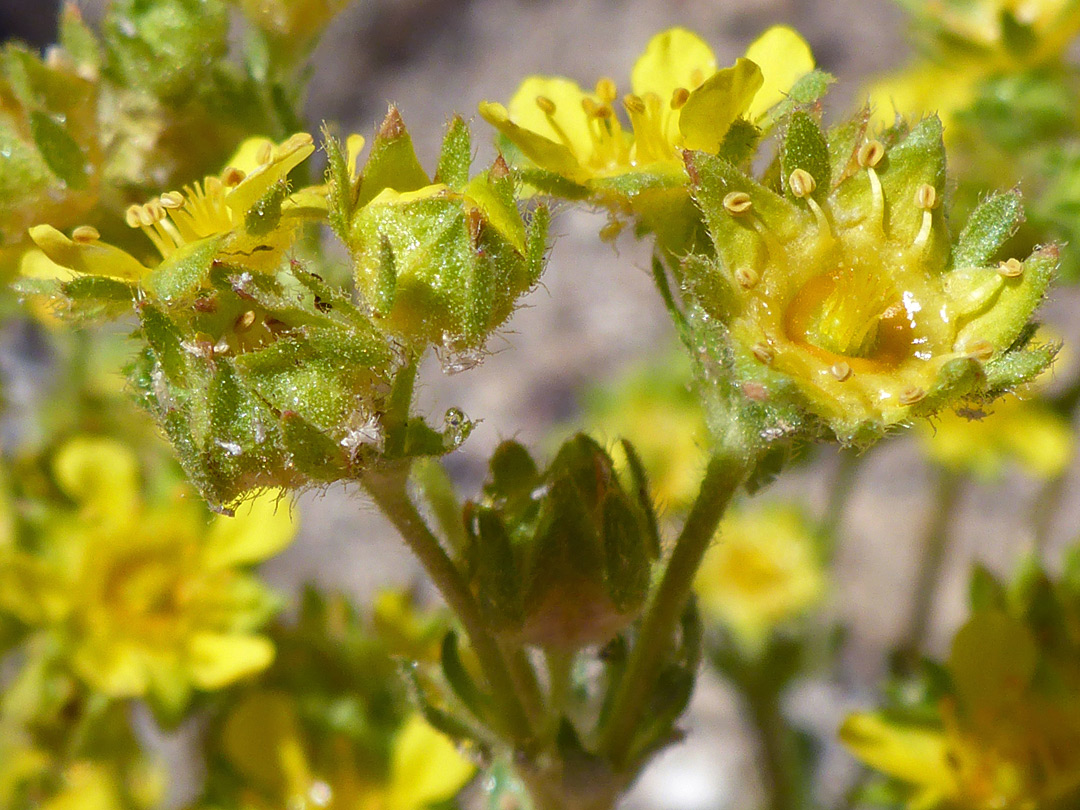 Greenish-yellow flowers