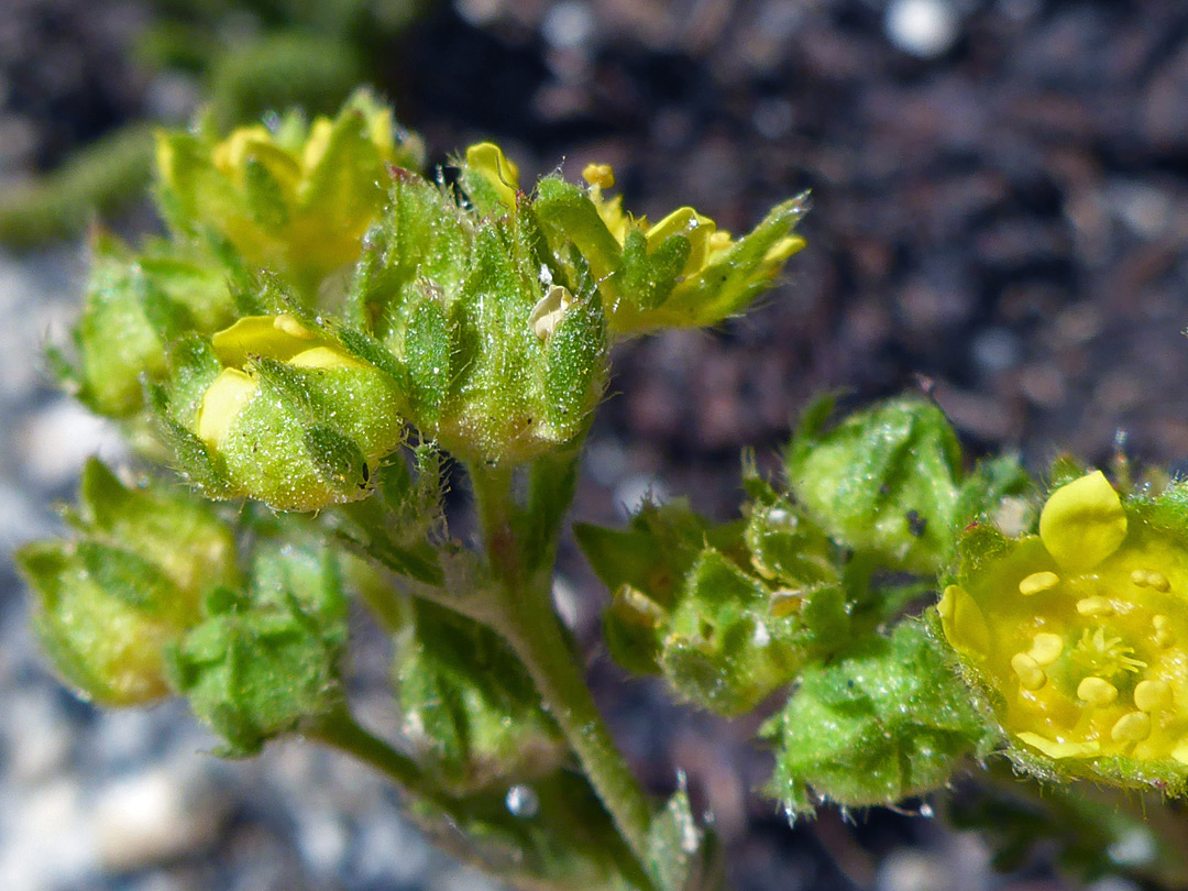 Hairy green sepals