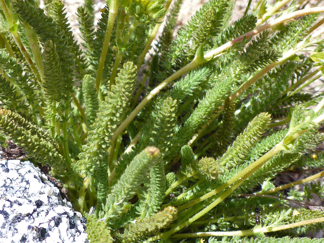 Tiny, closely-spaced leaves