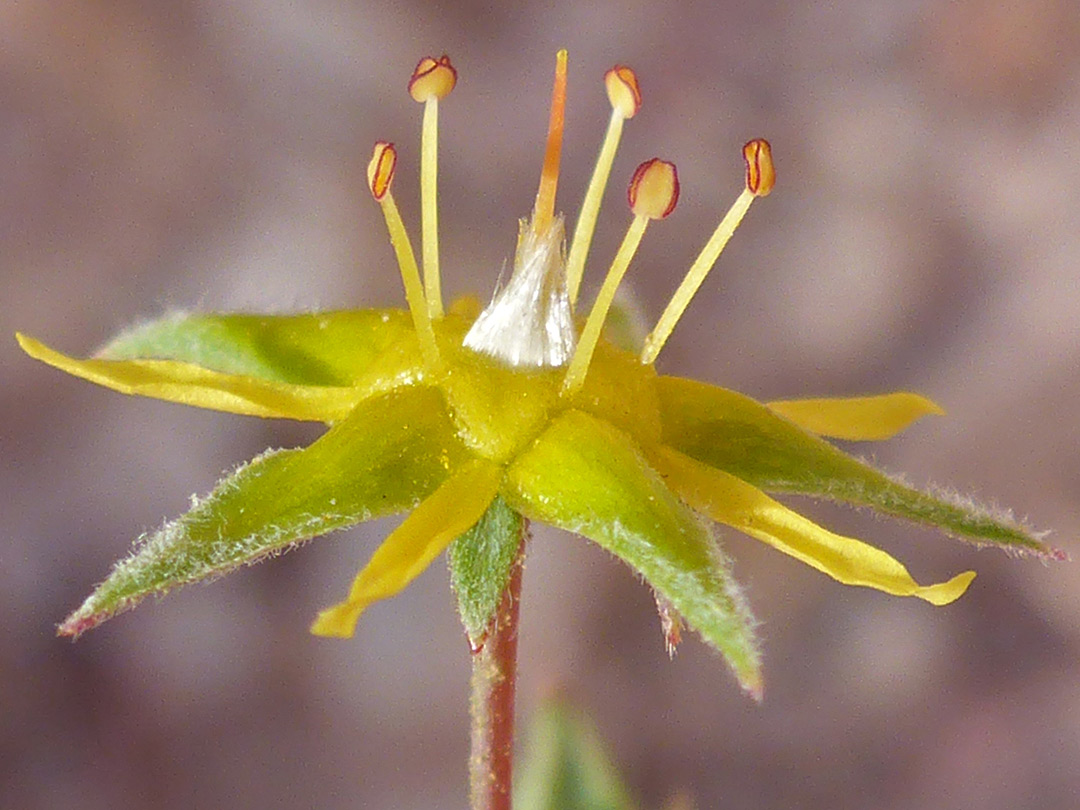 Exserted stamens