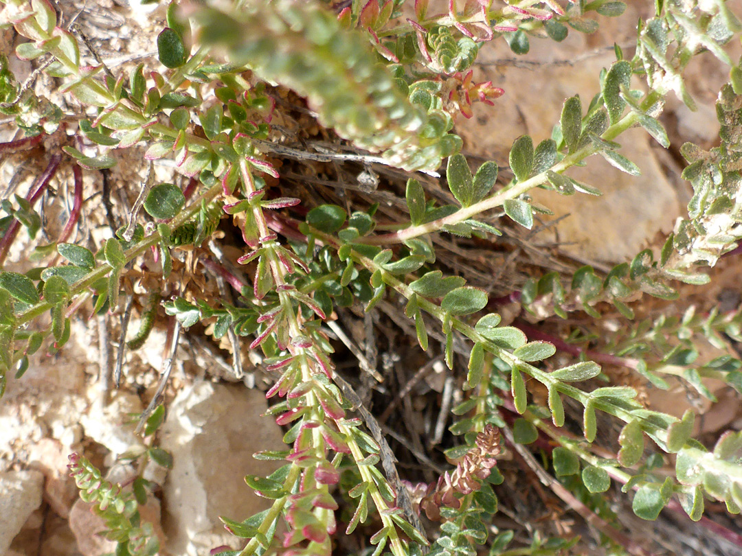 Stems and leaves