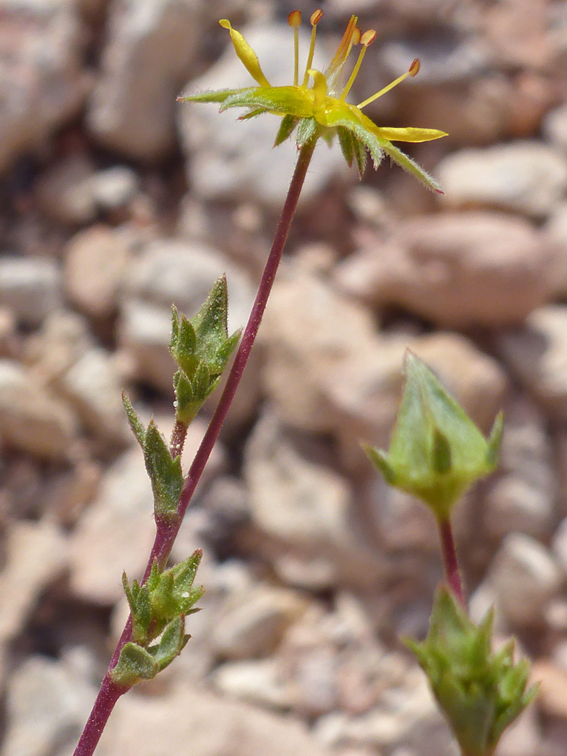 Flowering stems