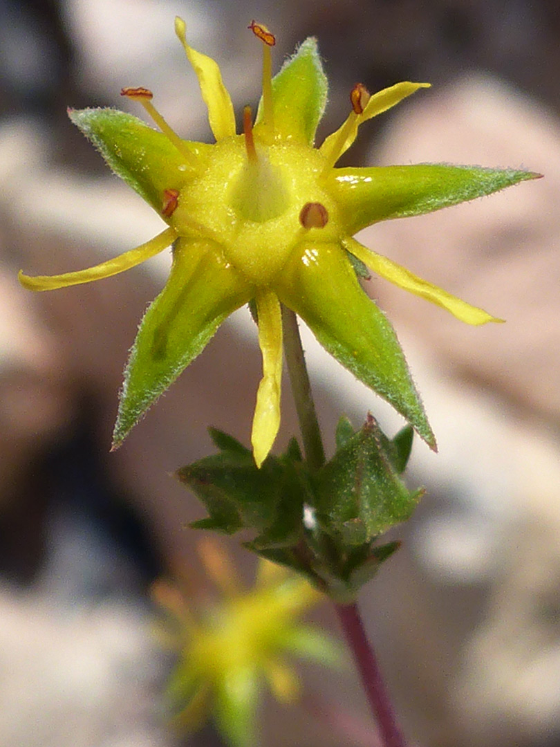 Greenish-yellow flower