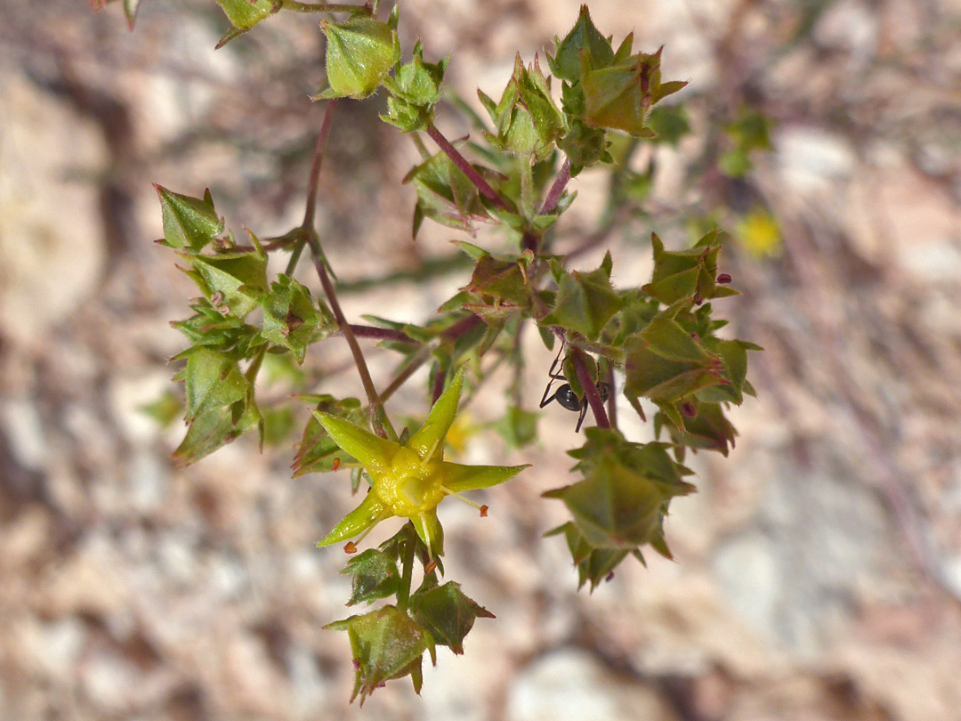 Inflorescence