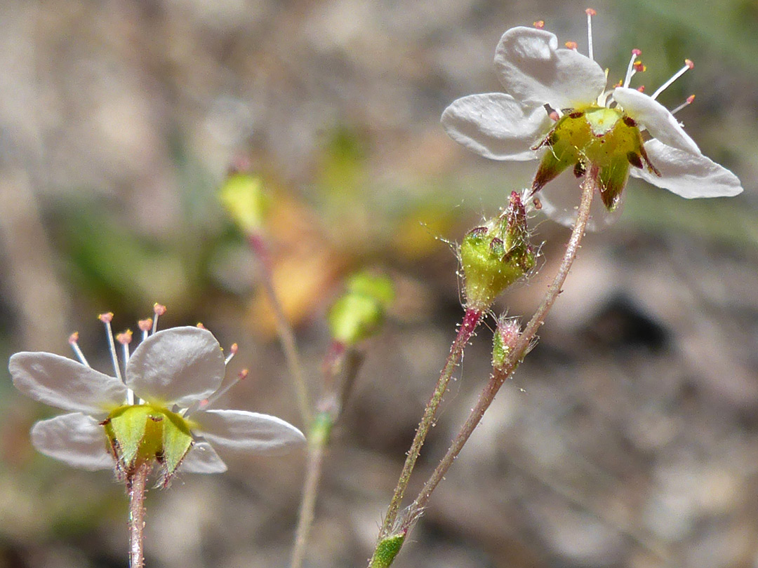 Reflexed sepals