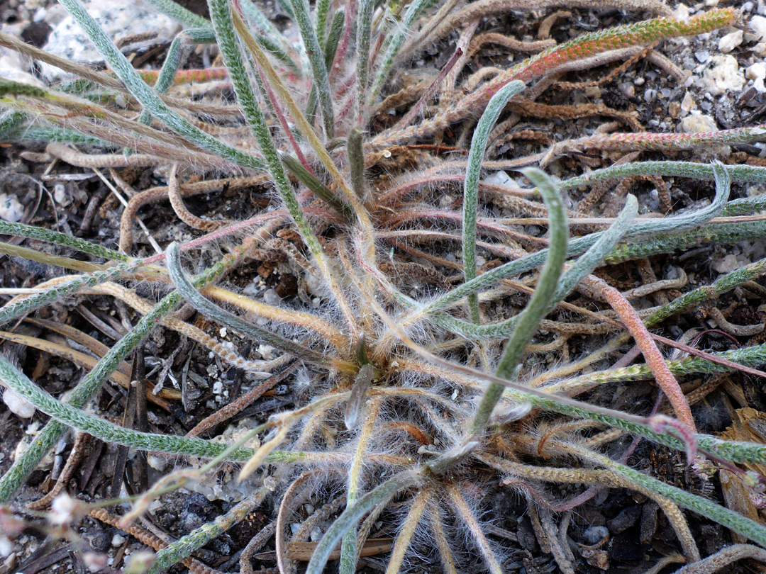 Hairy leaves