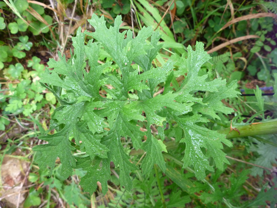 Green foliage