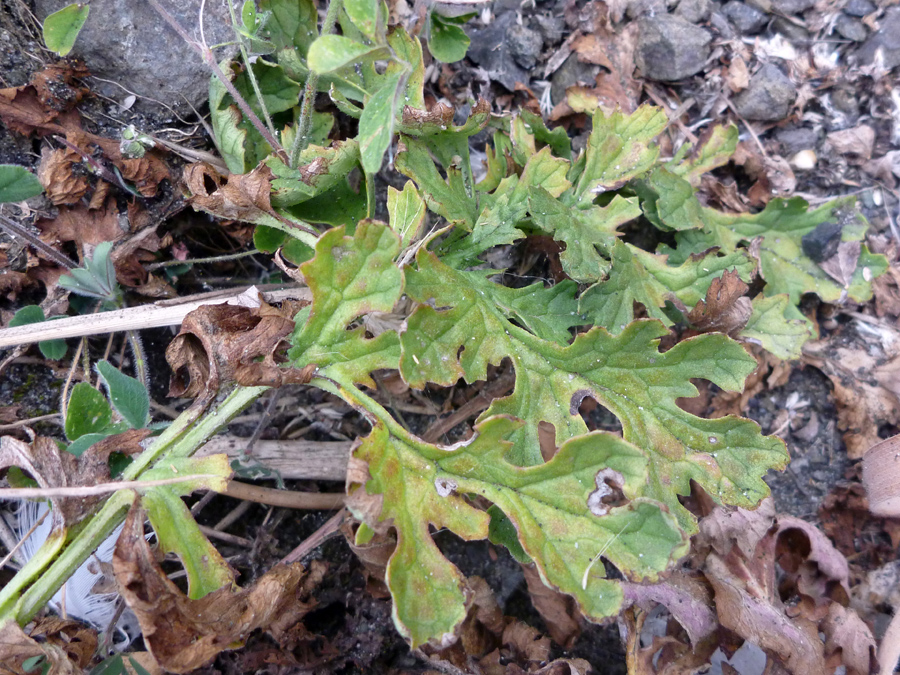 Irregularly lobed leaves