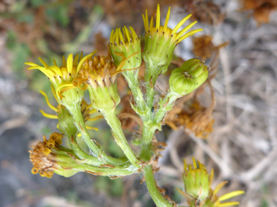 Brown-tipped phyllaries