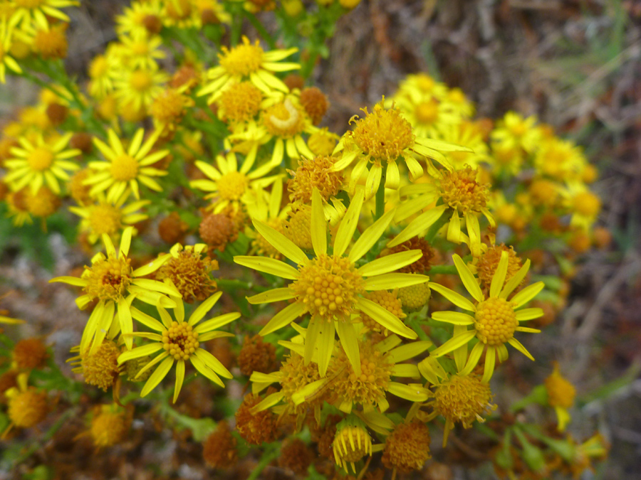 Dense flower cluster