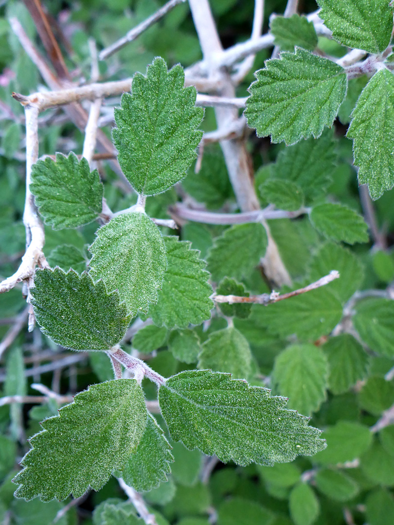 Downy, toothed leaves