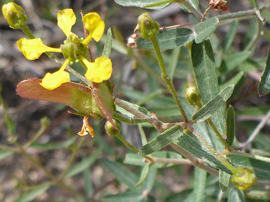 Clawed petals