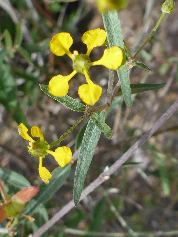 Hairy leaves