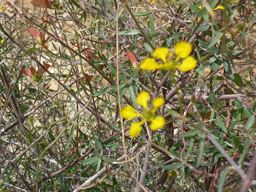 Tangled stems and leaves