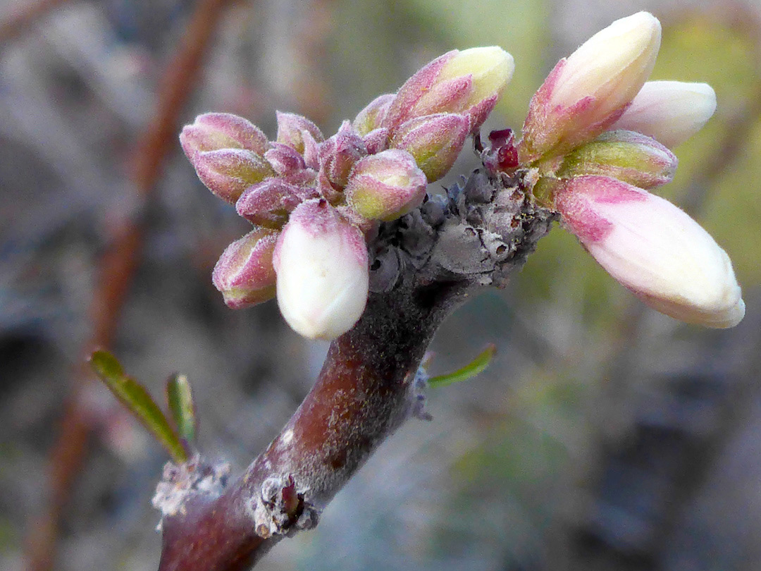 Cluster of flowers
