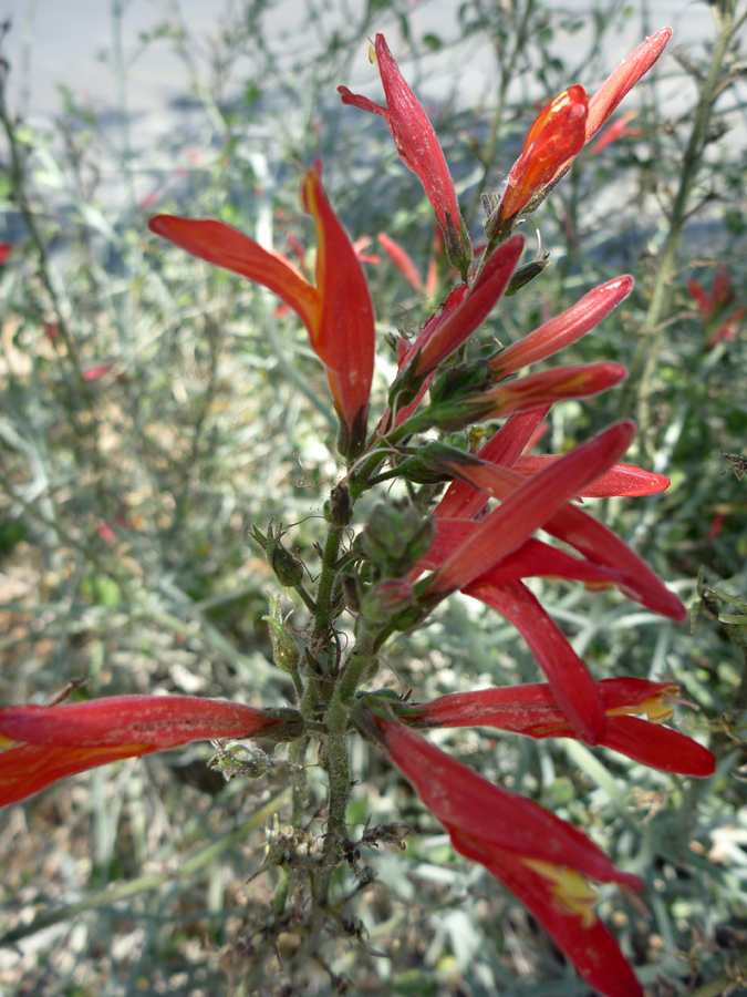 Top of a stem