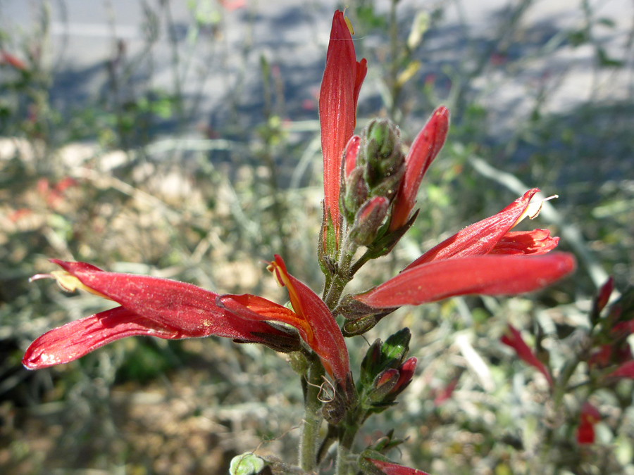 Red flowers