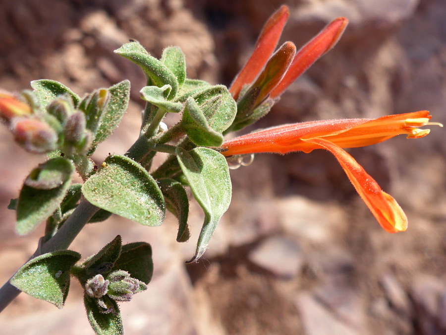 Orange flower