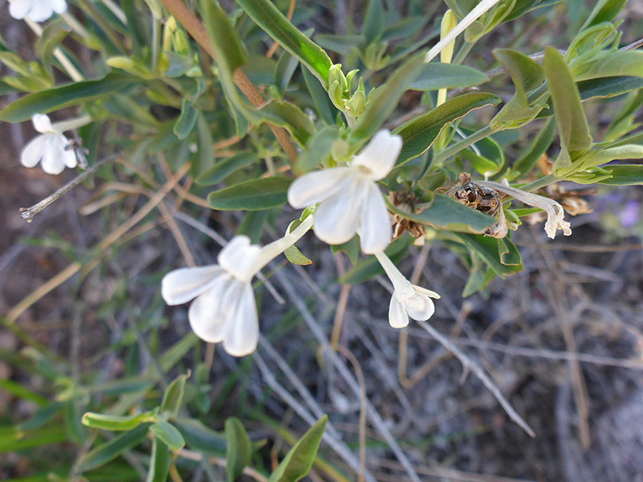 Leaves and flowers