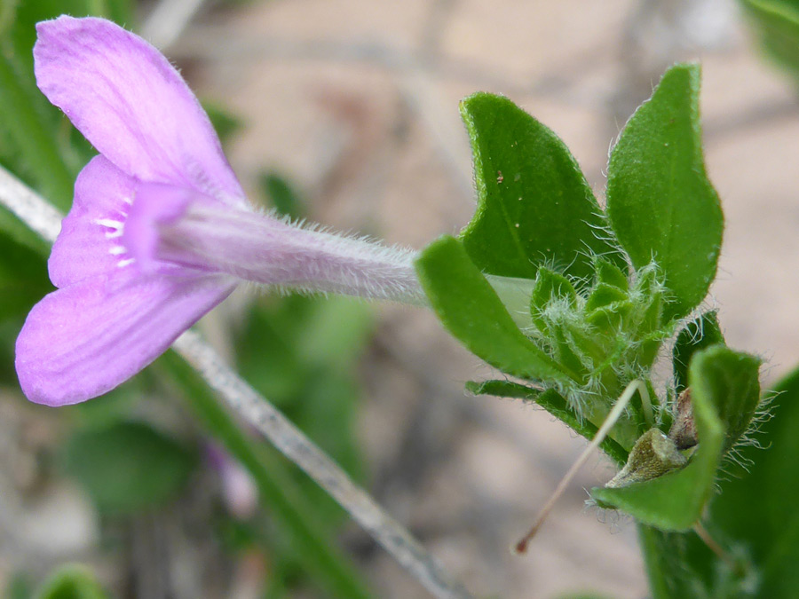 Hairy leaves