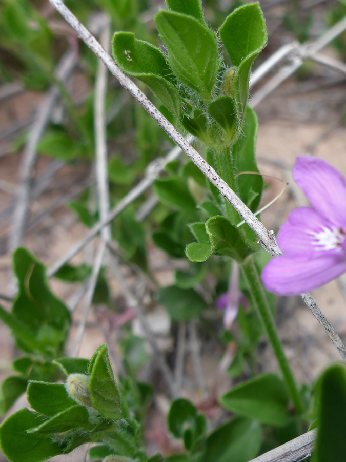 Stem and leaves