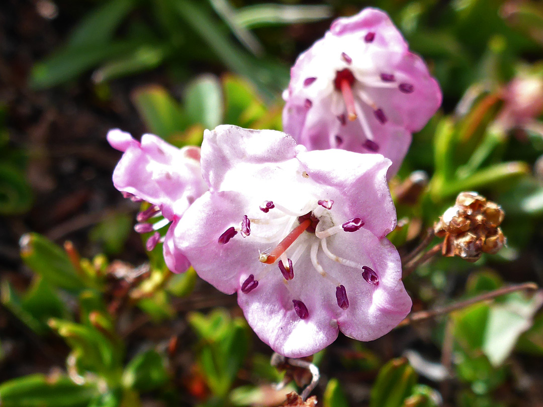 Pink petals and purple anthers