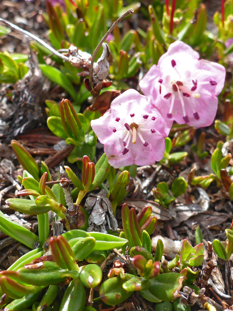 Leaves and flowers