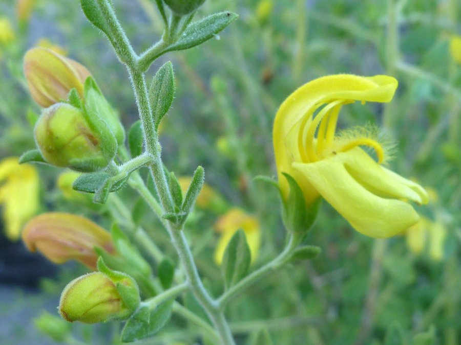 Flower and buds