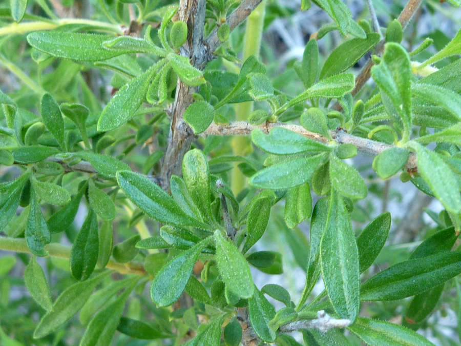 Leaves