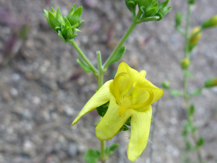 Yellow flower