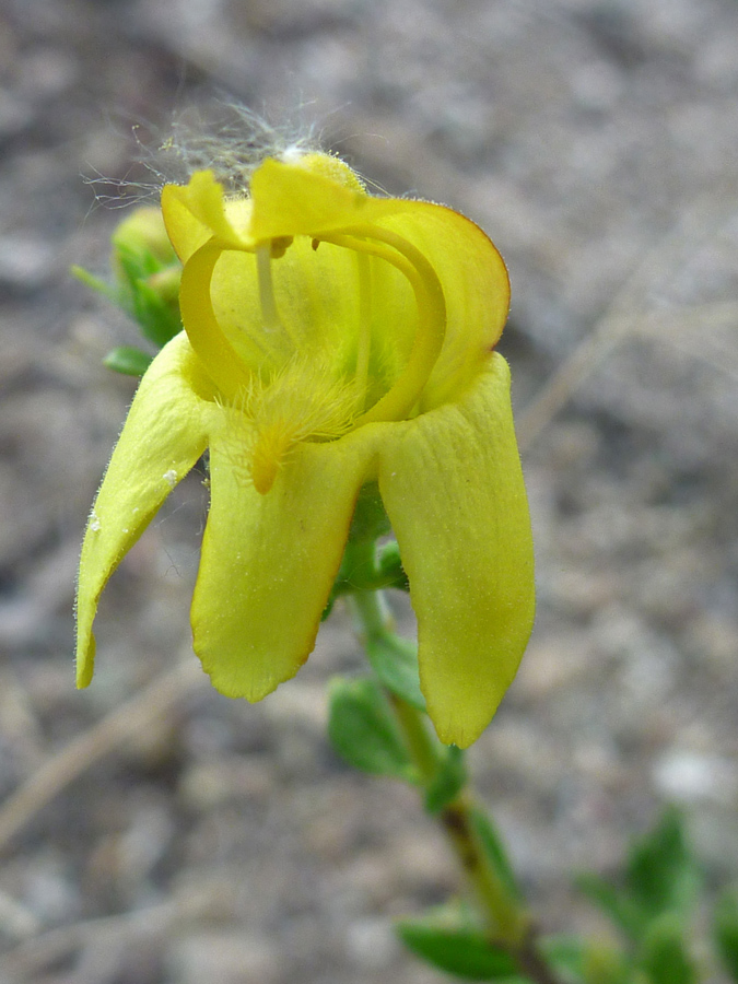 Curving stamens