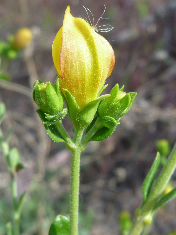 Back of a flower