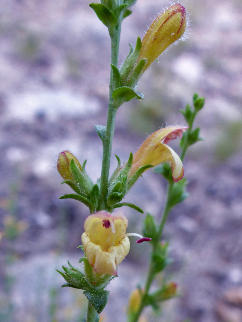 Flowers and bracts