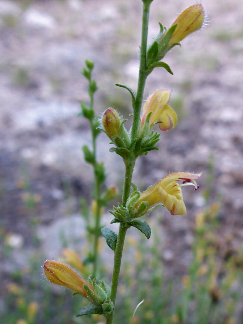 Elongated flower cluster