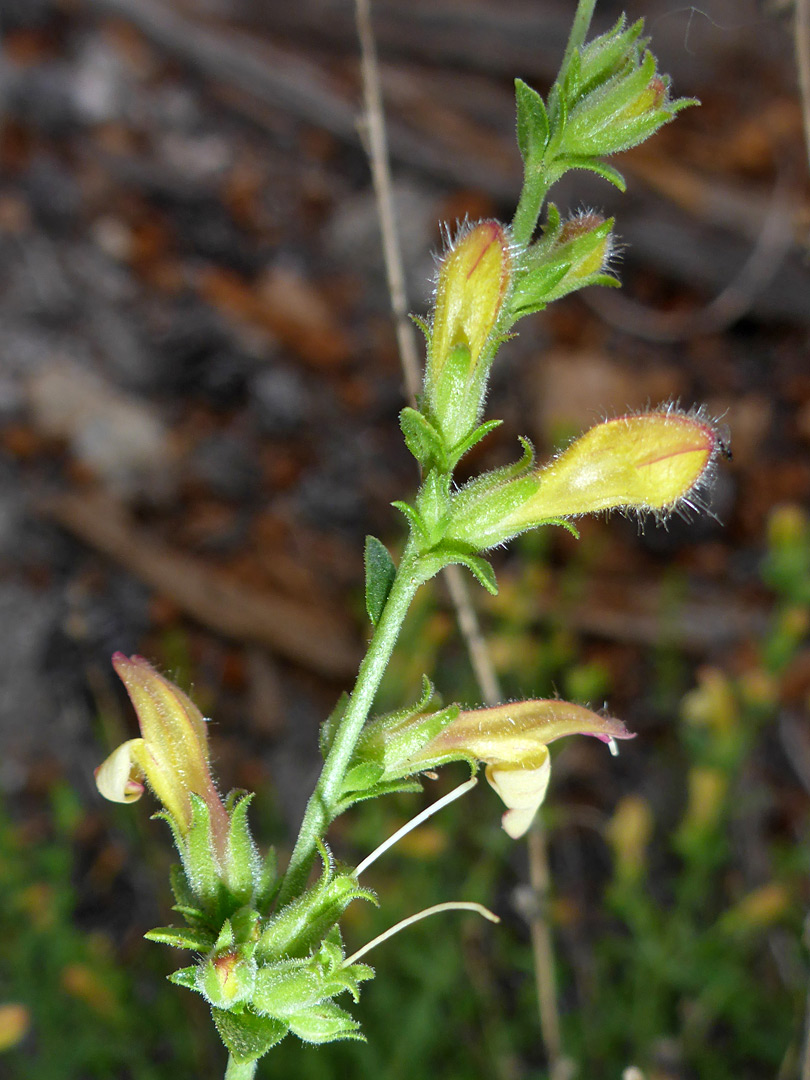 Yellow flowers